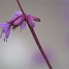 Jüdischer Salbei (Salvia judaica).