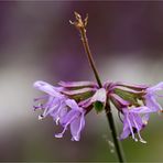 Jüdischer Salbei (Salvia judaica)...