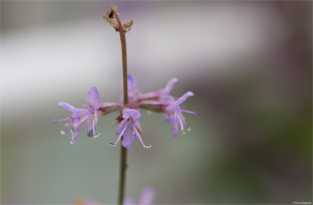 Jüdischer Salbei (Salvia judaica)..