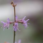 Jüdischer Salbei (Salvia judaica)..