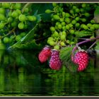 Jünge Weintrauben  und reife  Himbeeren 