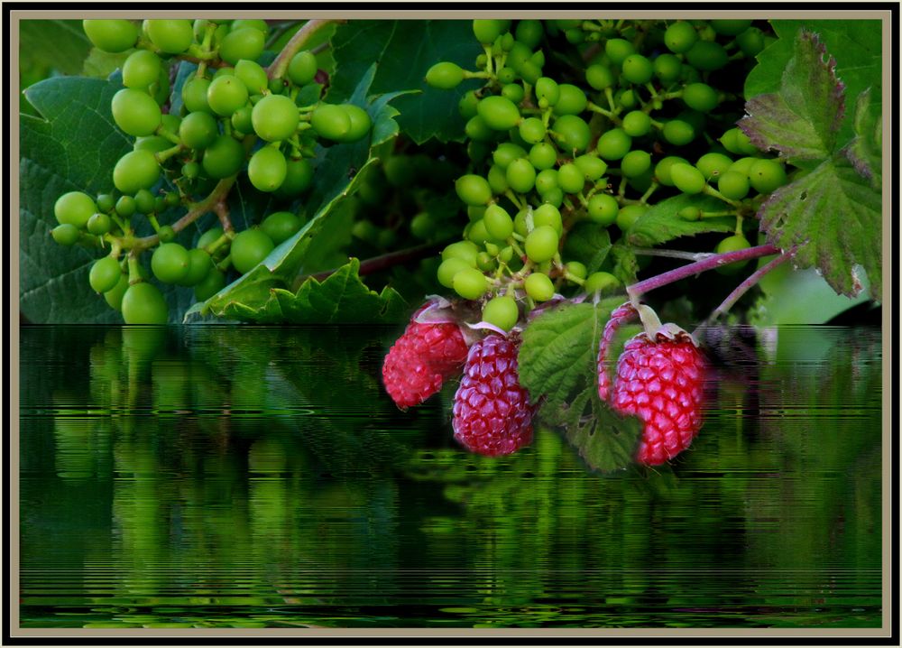 Jünge Weintrauben  und reife  Himbeeren 