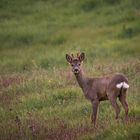 Jünger Rehbock zu Besuch am Fuchsbau 