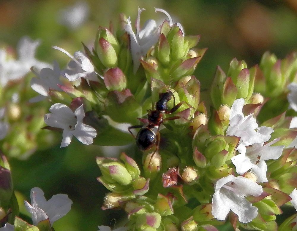 Jüngere Nymphe der Ameisen-Sichelwanze auf Oregano