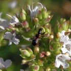 Jüngere Nymphe der Ameisen-Sichelwanze auf Oregano