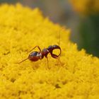 Jüngere Nymphe der Ameisen-Sichelwanze (Himacerus mirmicoides)