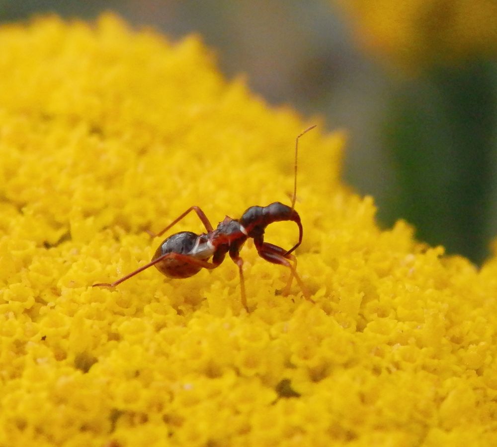 Jüngere Nymphe der Ameisen-Sichelwanze (Himacerus mirmicoides)
