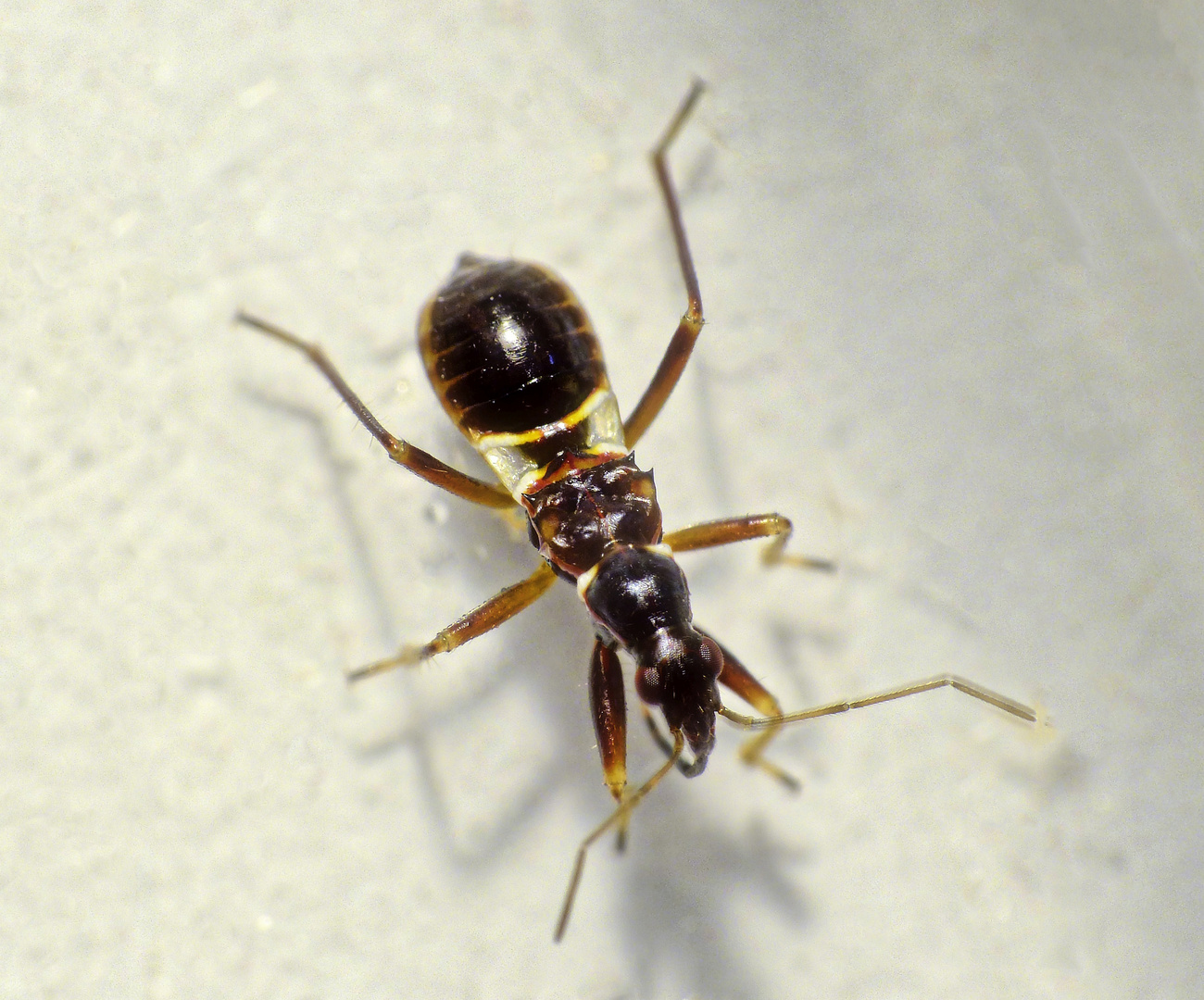 Jüngere Nymphe der Ameisen-Sichelwanze (Himacerus mirmicoides)