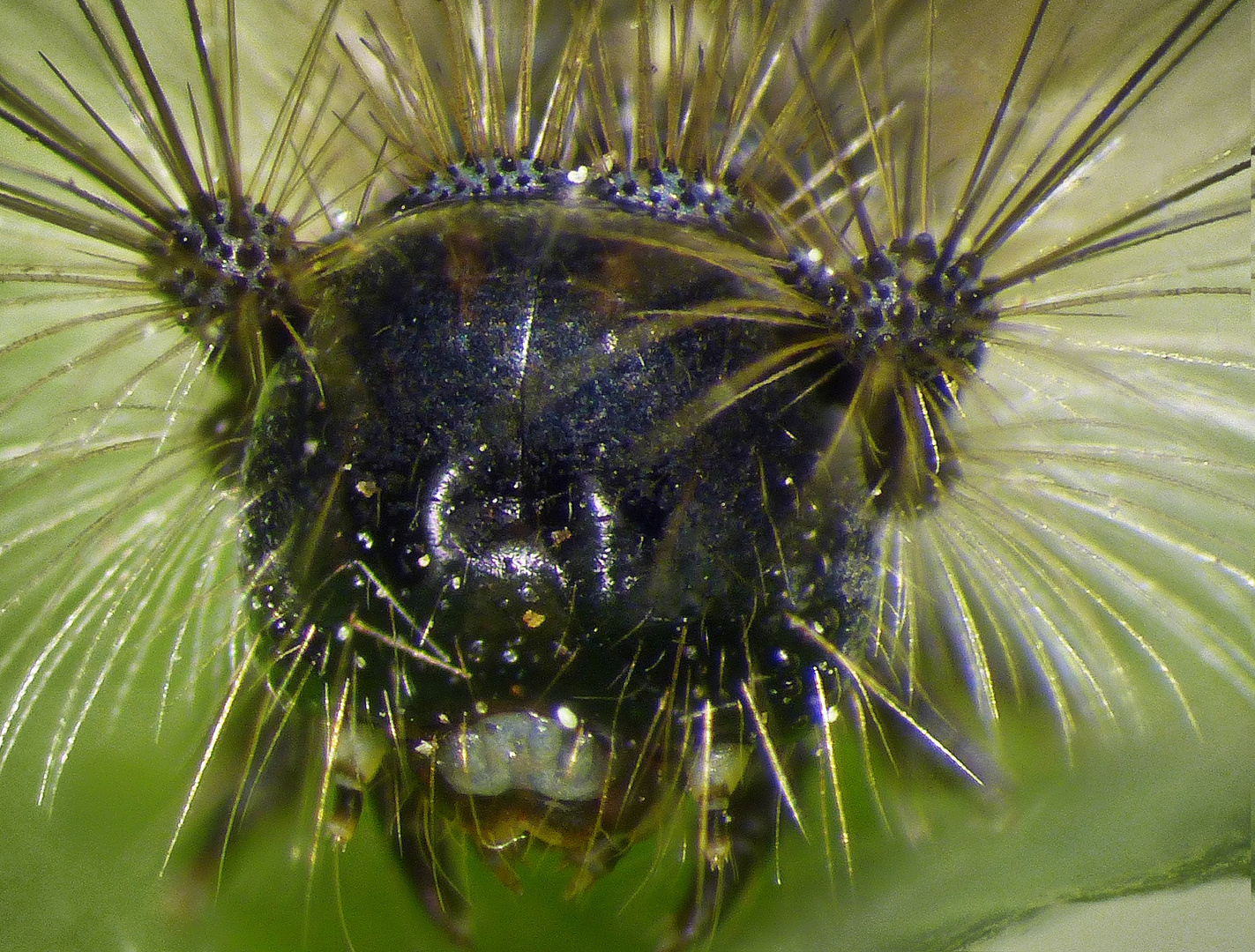 Jüngere Raupe des Schwammspinners - Kopf im Detail