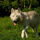 Jüngerer Polarwolf