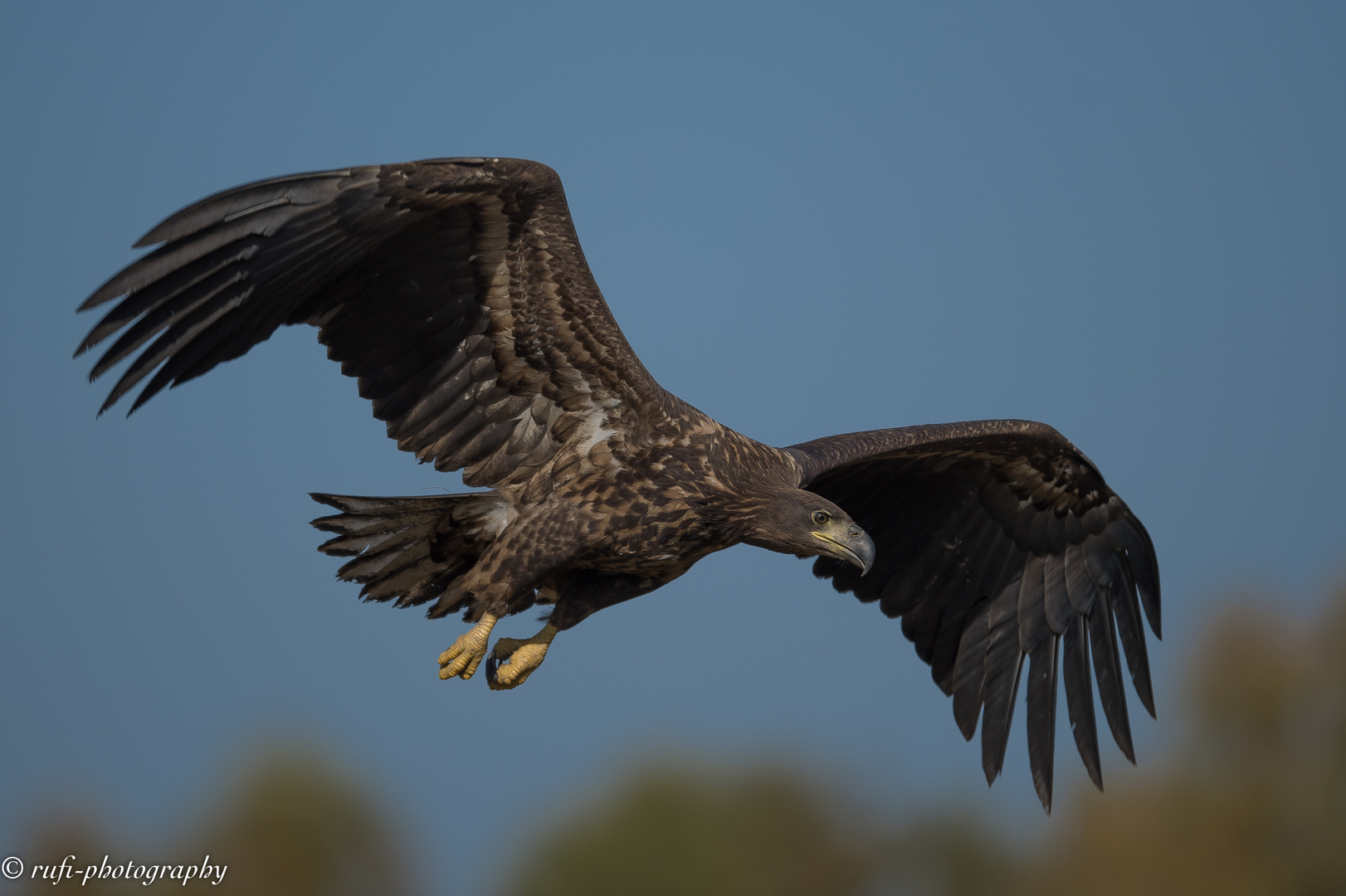 jüngerer >Seeadler in Kutno/Polen