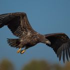 jüngerer >Seeadler in Kutno/Polen