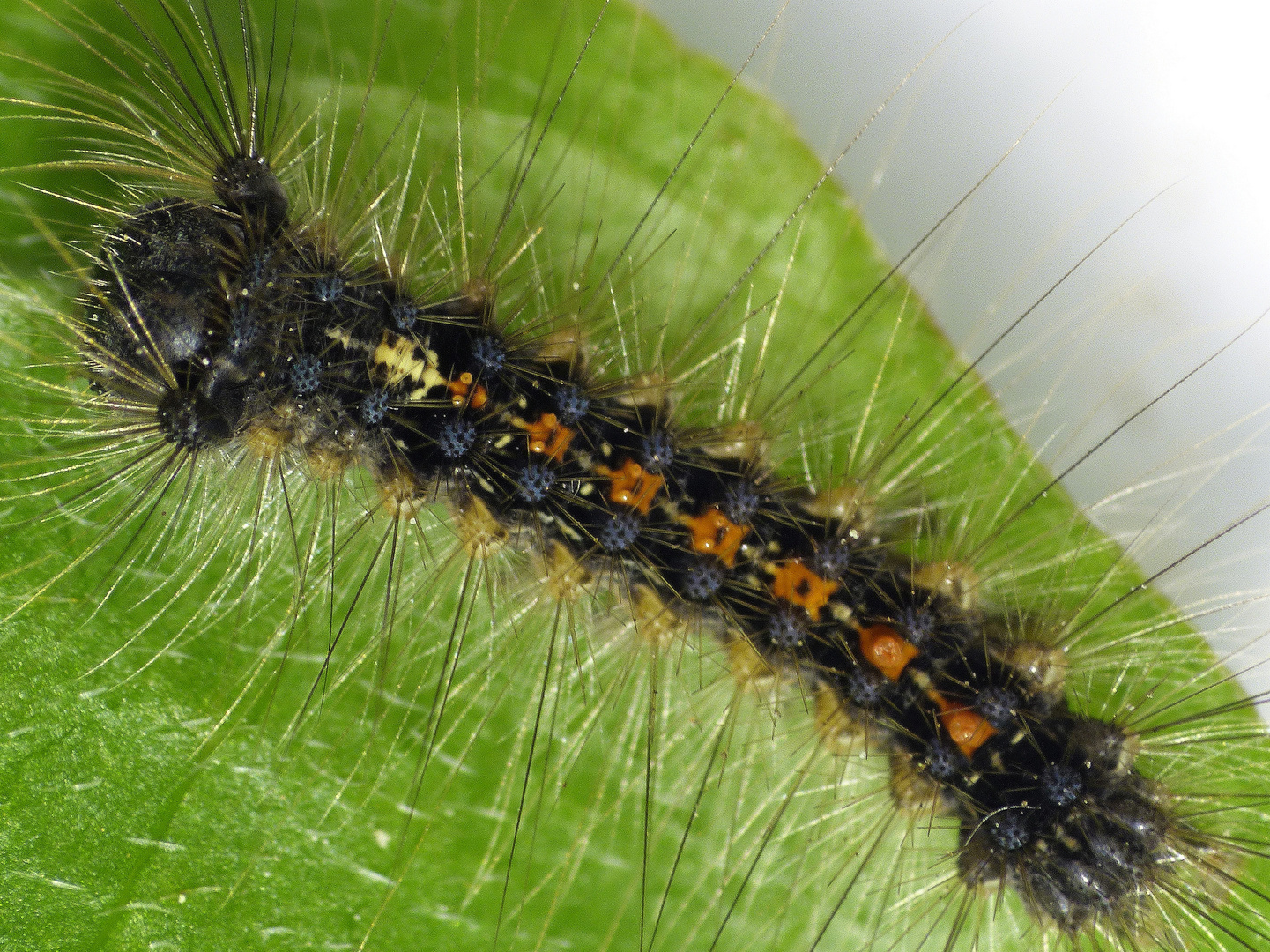 Jüngeres Raupenstadium des Schwammspinners (Lymantria dispar)