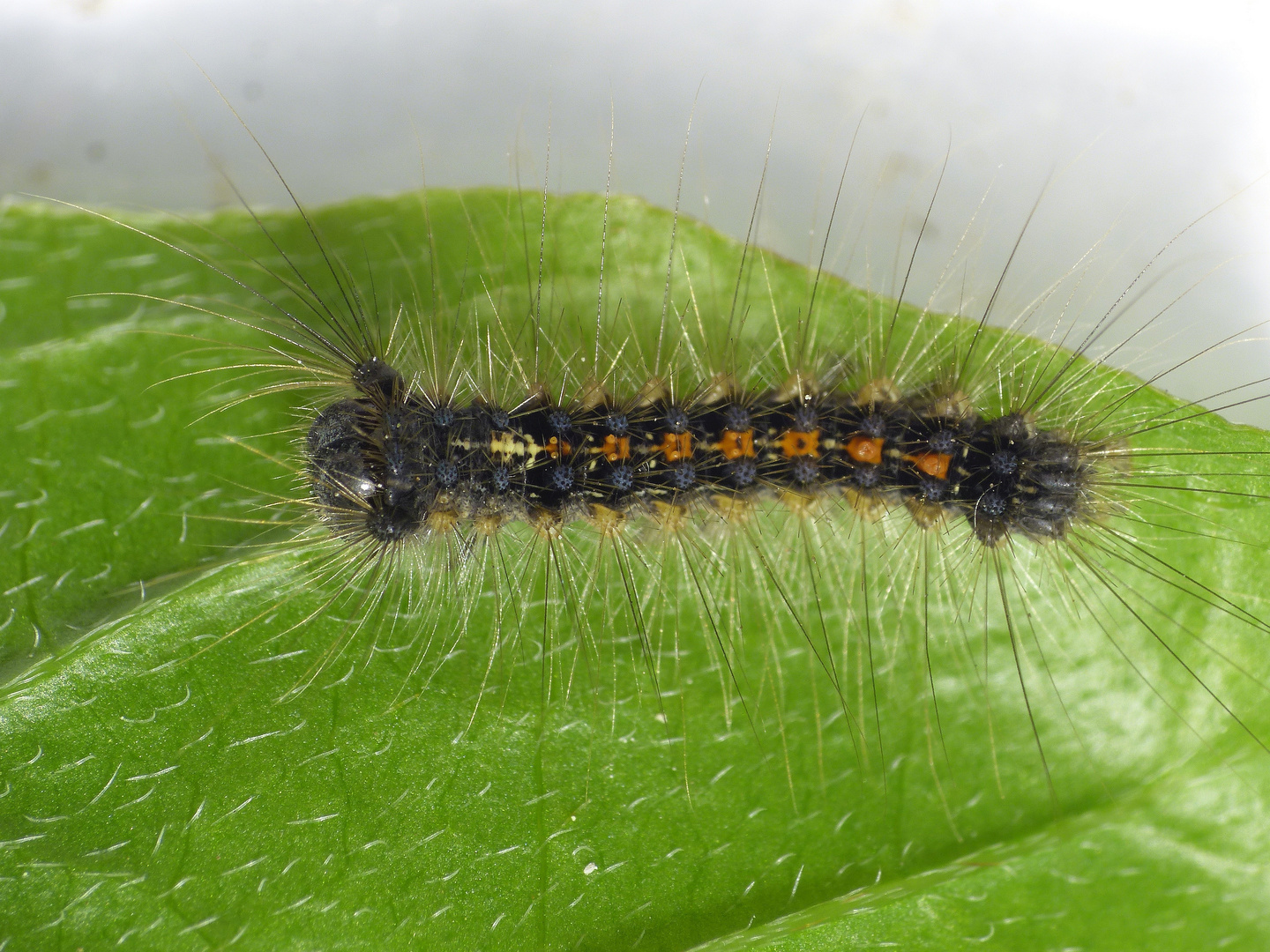 Jüngeres Raupenstadium des Schwammspinners (Lymantria dispar)