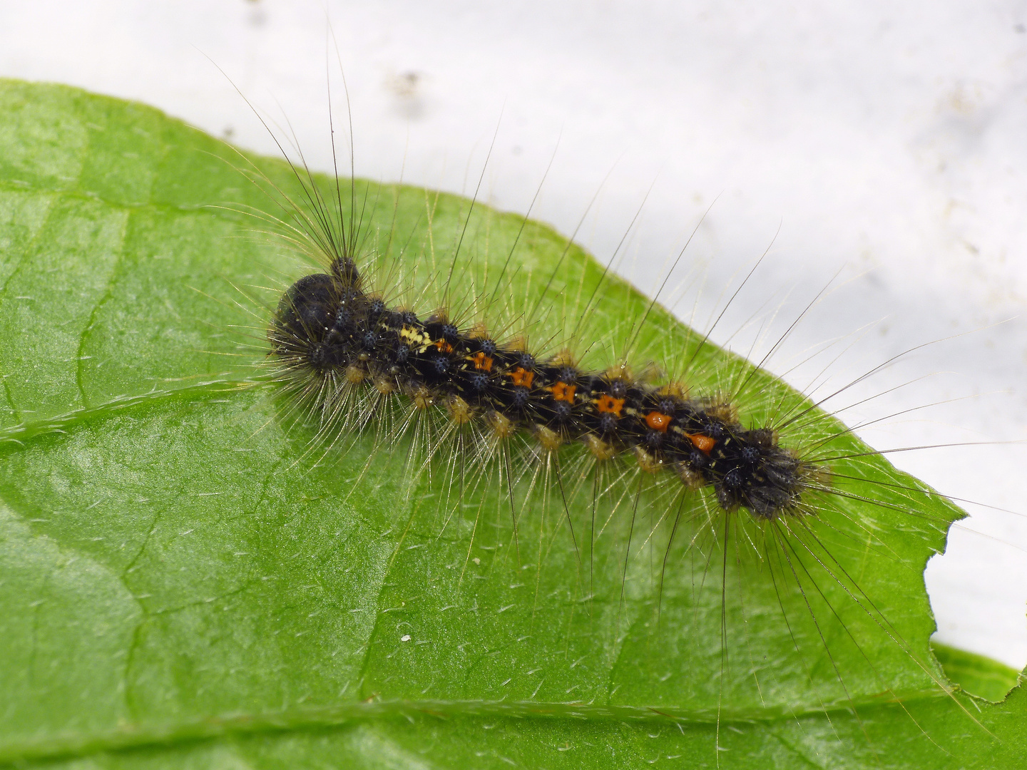 Jüngeres Raupenstadium des Schwammspinners (Lymantria dispar)