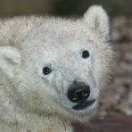 Jünglings Porträt von einem der Nürnberger Zwillingsbrüder Gregor und Aleut