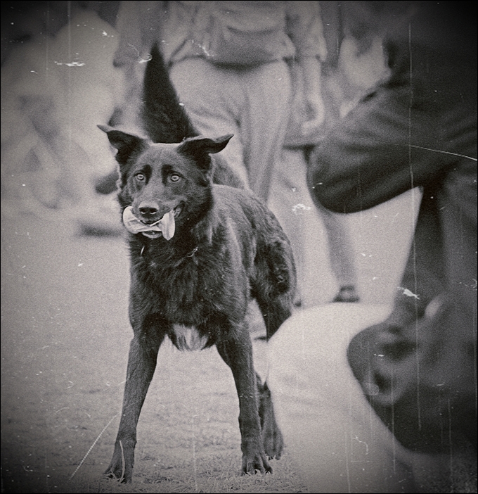 Jürgen Trittin Gedächtnis-Hund