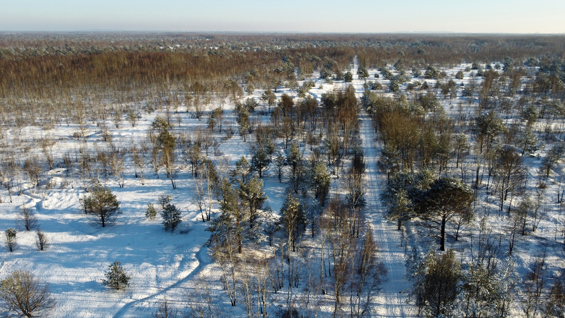 Jüterboger Forest