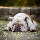 Jug English Bulldog