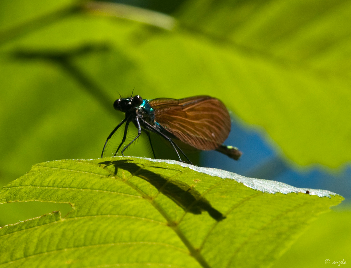 Jugando al escondite ( libelula calopterys splendens macho)