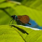 Jugando al escondite ( libelula calopterys splendens macho)