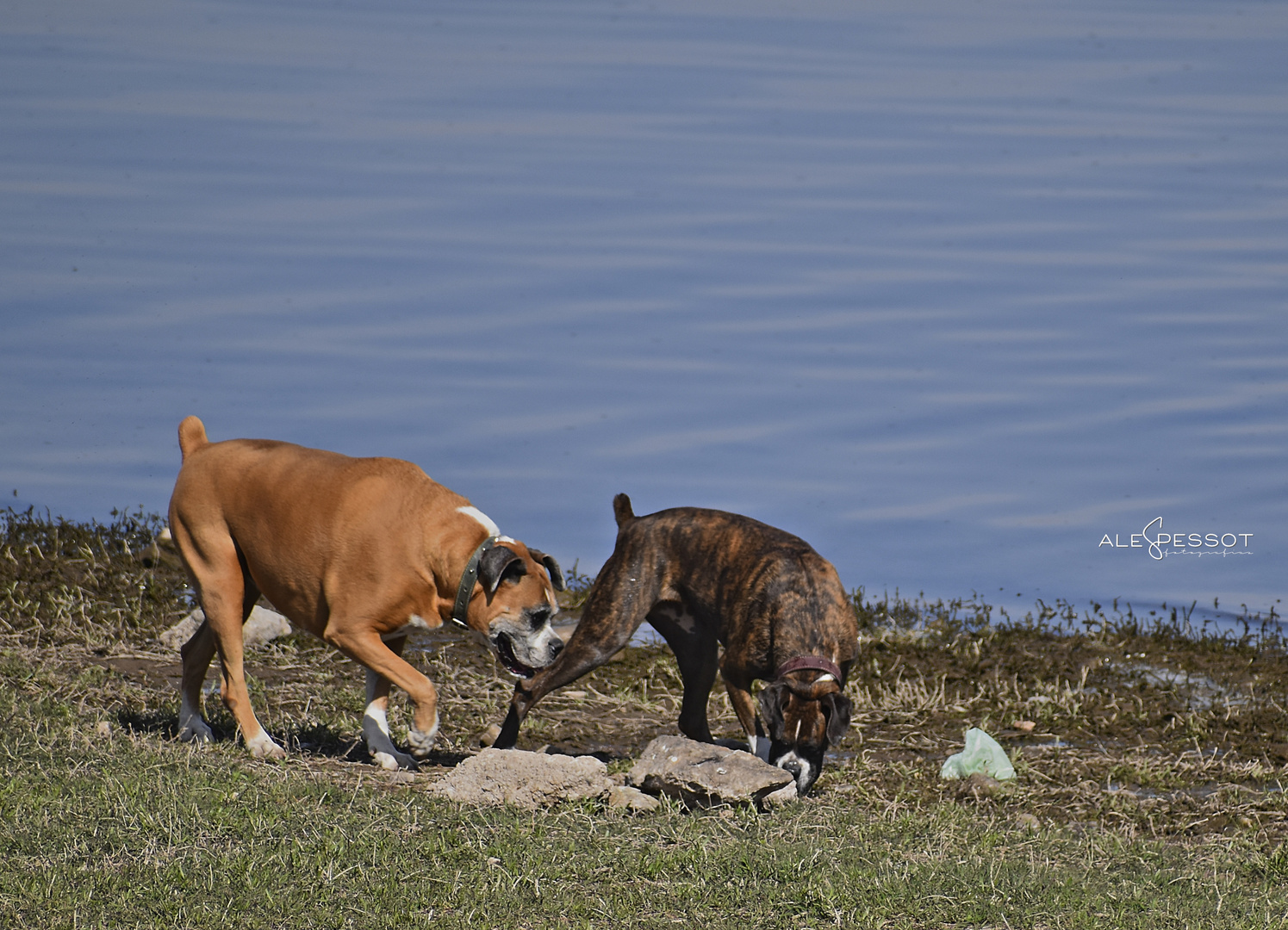 Jugando al sol 