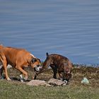 Jugando al sol 