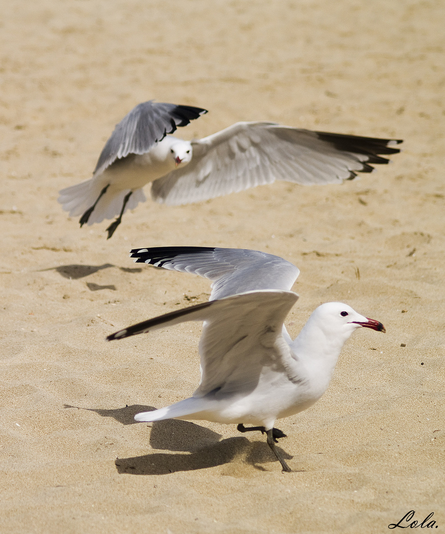 Jugando con gaviotas. 1.