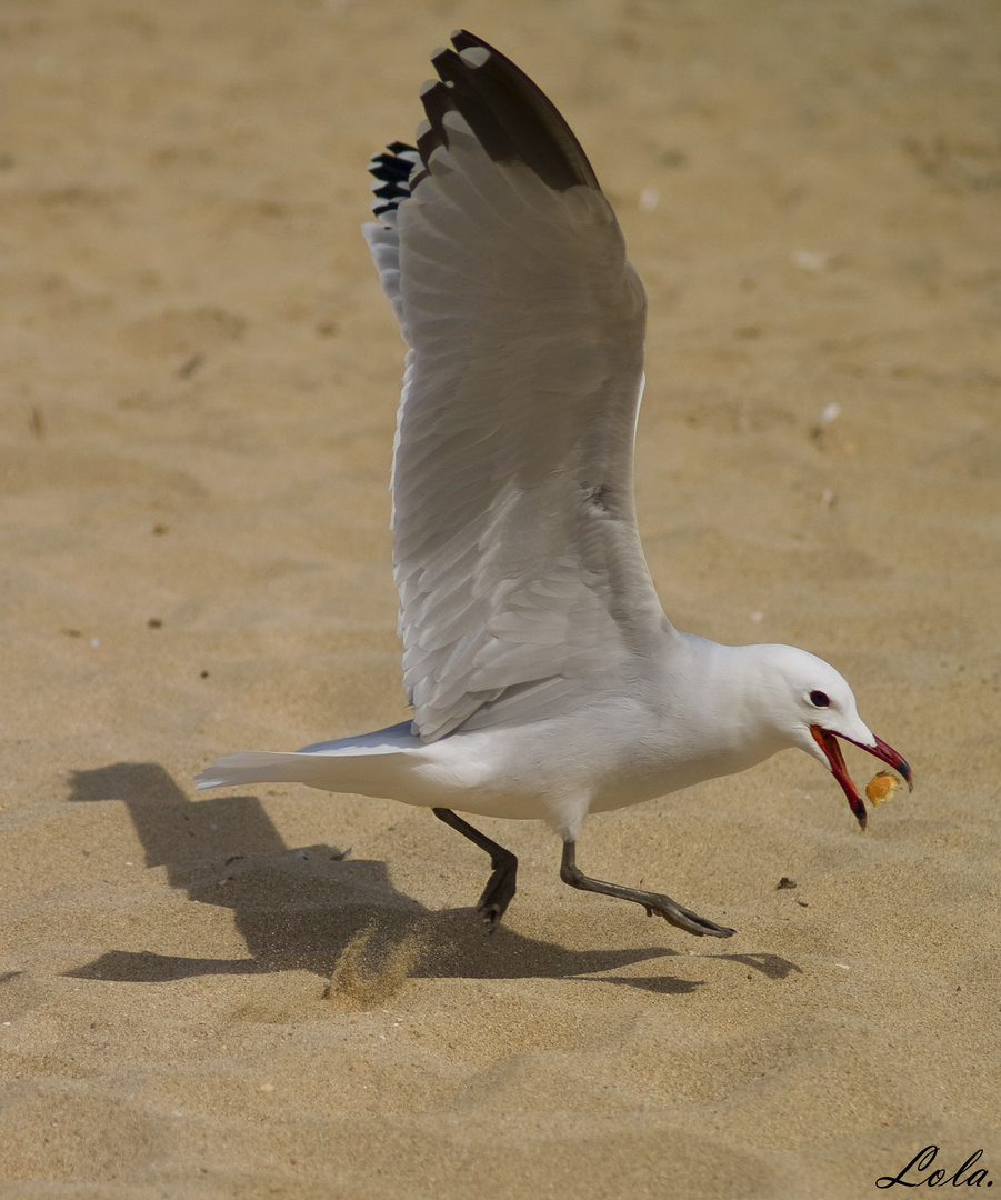 Jugando con las gaviotas. 3.