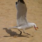 Jugando con las gaviotas. 3.