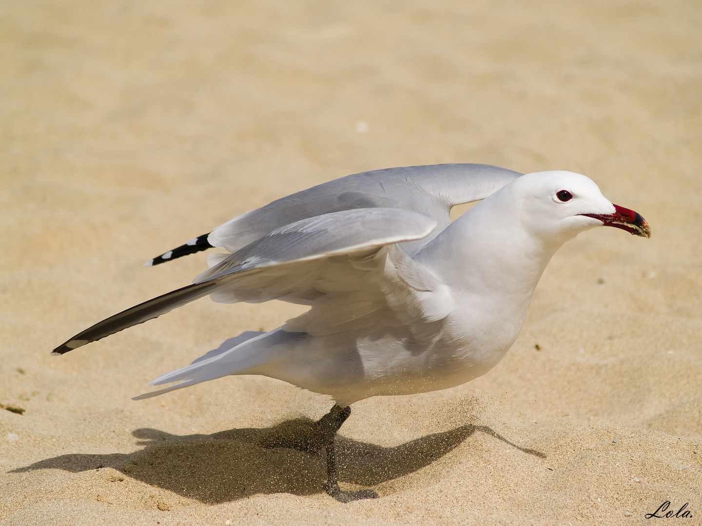 Jugando con las gaviotas. 4.