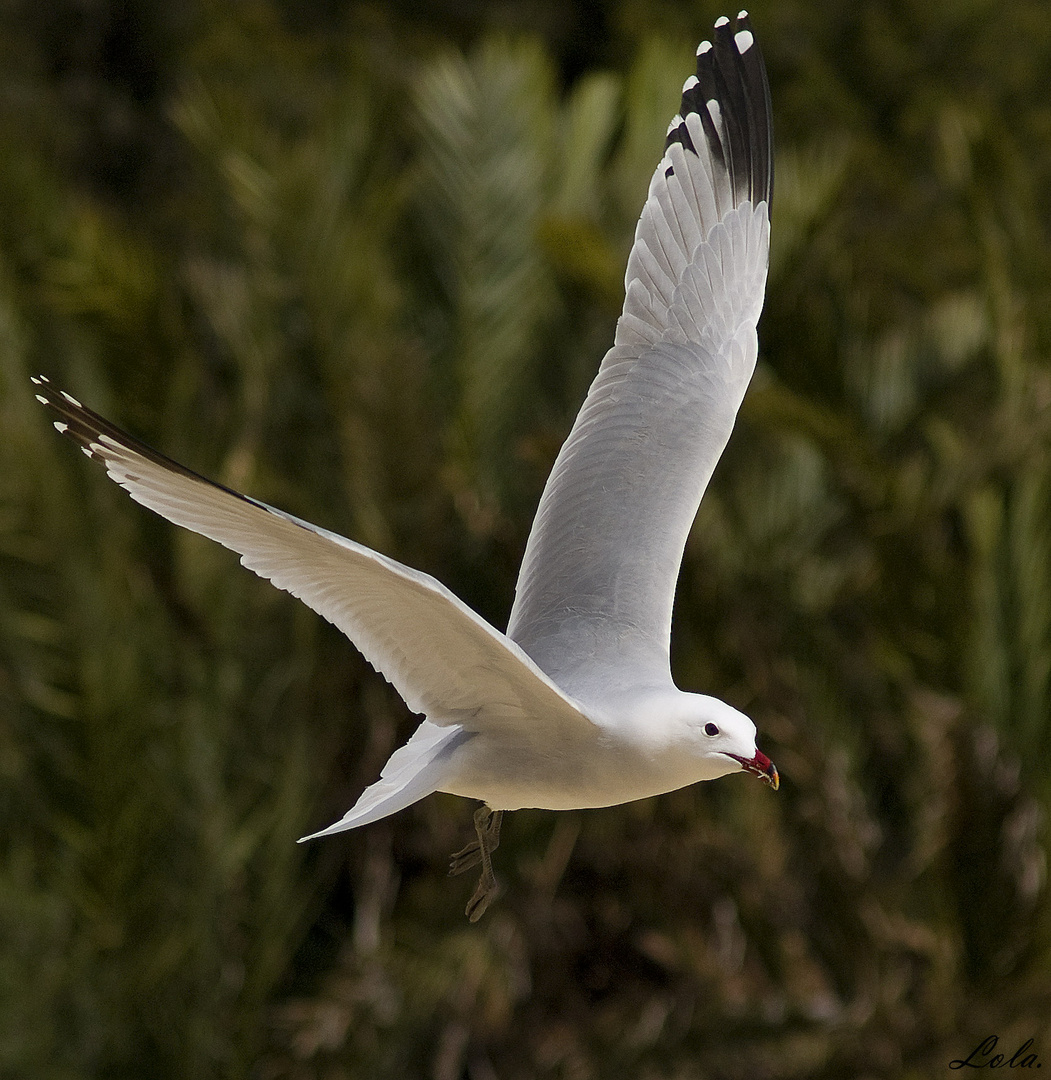 Jugando con las gaviotas. 5.