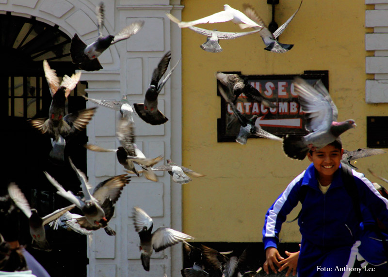 Jugando con Palomas