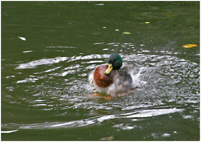 Jugando en el agua