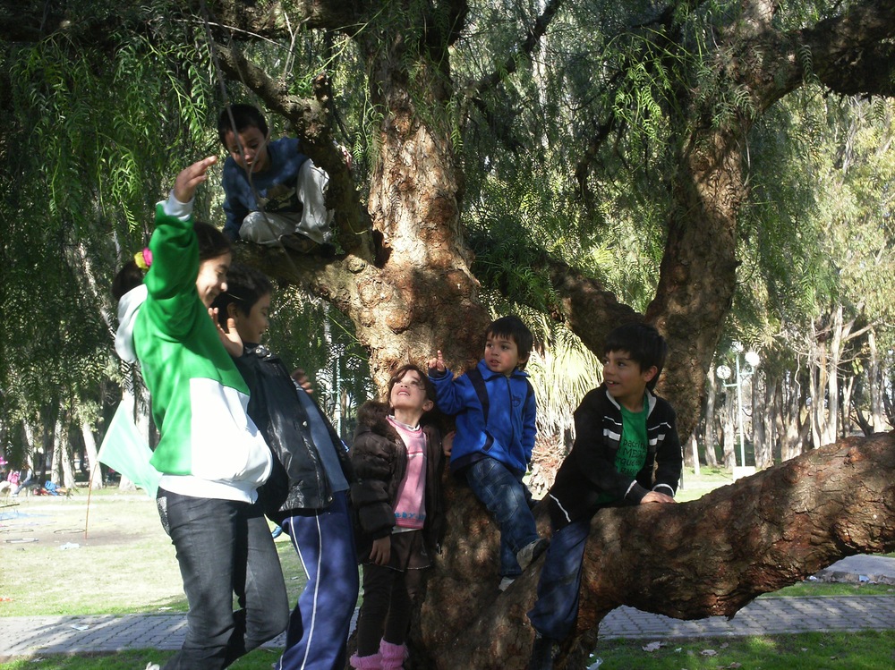 JUGANDO EN EL ARBOL