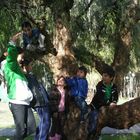 JUGANDO EN EL ARBOL