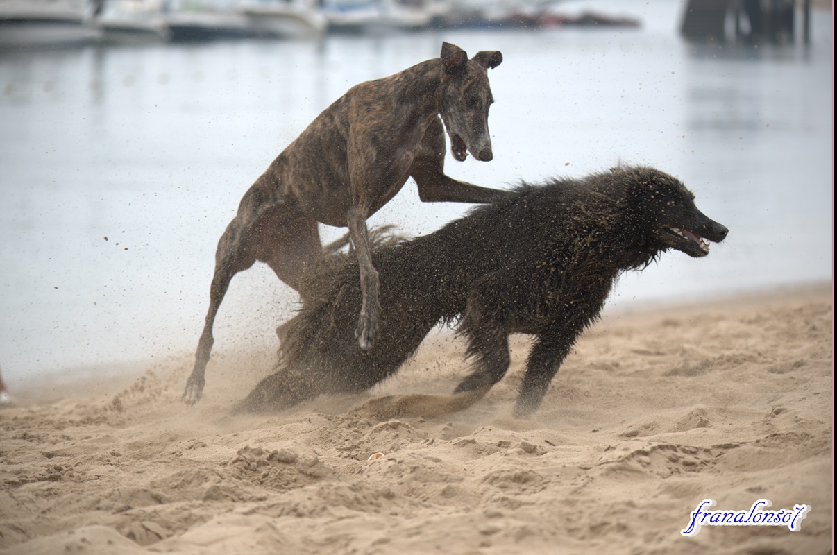 Jugando mi Rayo con su Amigo Galgo en la Ria de Punta Umbría (Huelva)