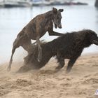 Jugando mi Rayo con su Amigo Galgo en la Ria de Punta Umbría (Huelva)