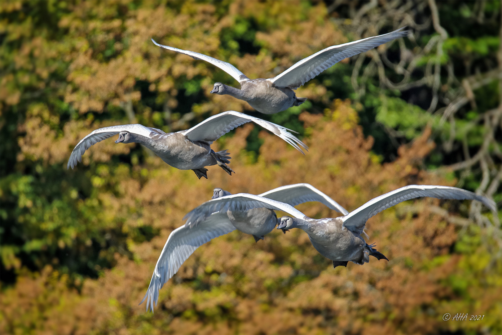 Jugend-Fliegerstaffel - 1