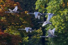 Jugend-Fliegerstaffel - 2