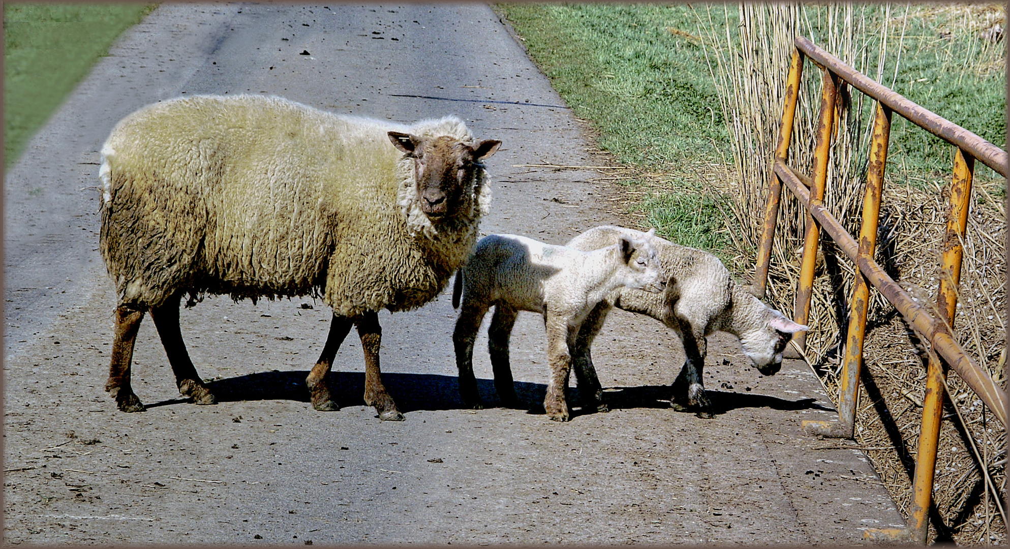 Jugend forscht ...