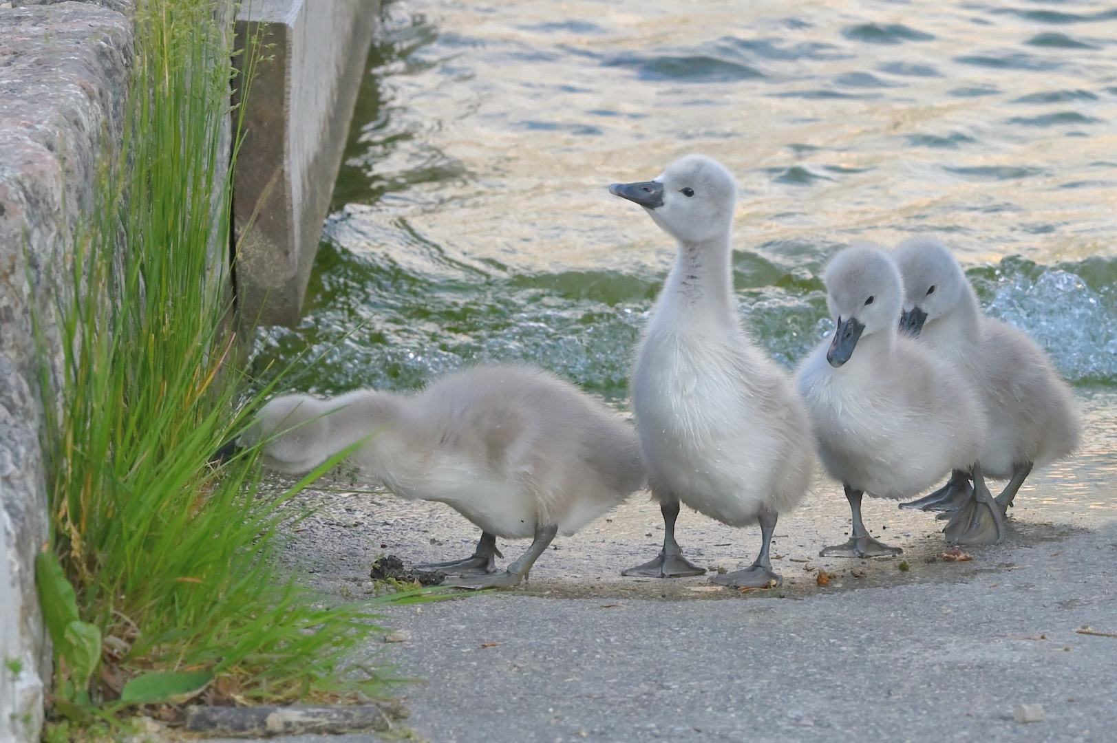 Jugend forscht Foto & Bild tiere, wildlife, natur Bilder auf