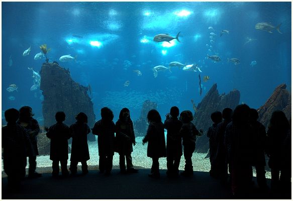 Jugend forscht  -  auch in Lissabon