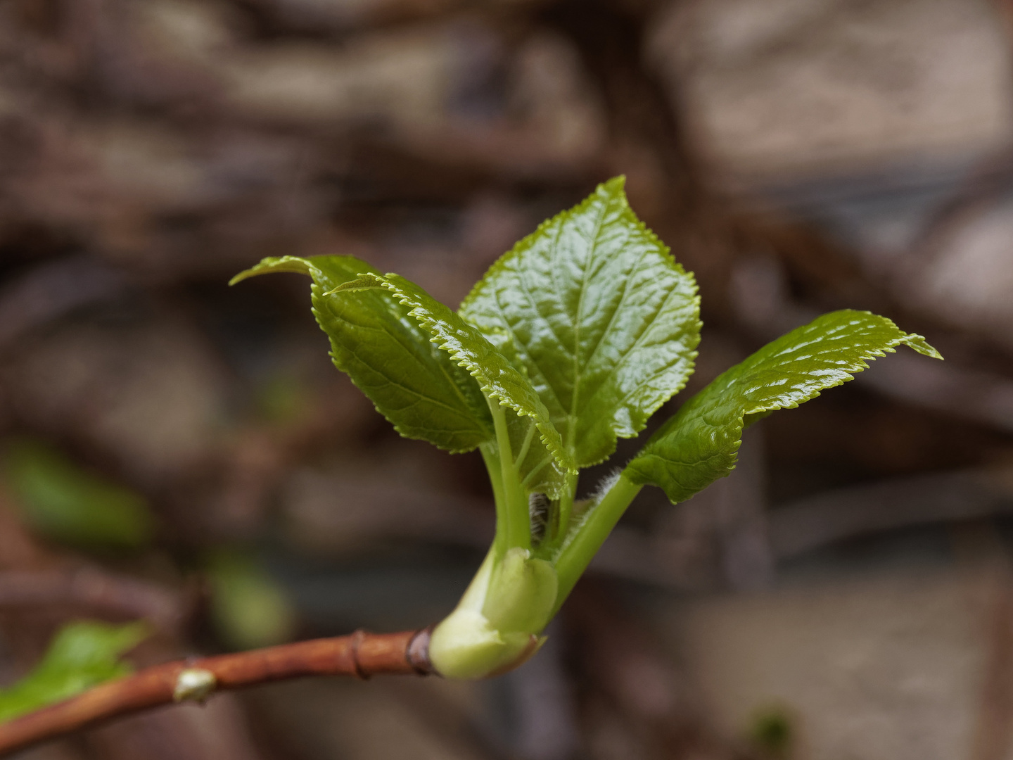 Jugendliche Blätter der Kletterhortensie (Hydrangea petiolaris)