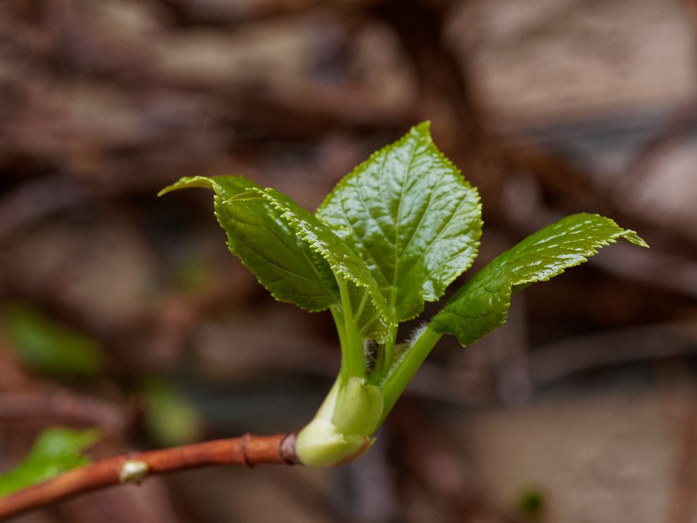 Jugendliche Blätter der Kletterhortensie (Hydrangea petiolaris)