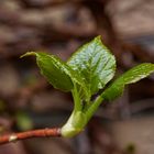 Jugendliche Blätter der Kletterhortensie (Hydrangea petiolaris)