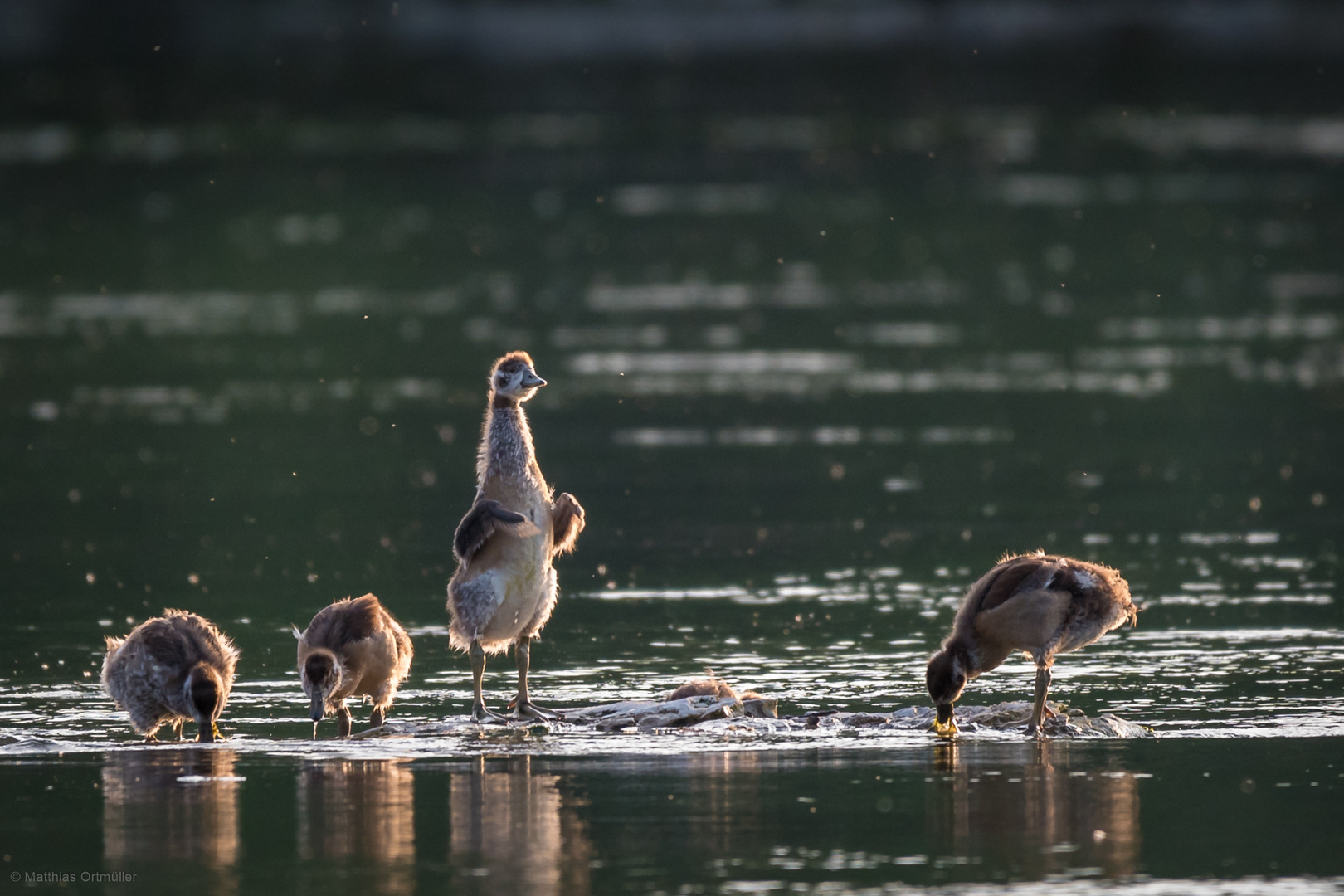 "jugendliche" Nilgänse