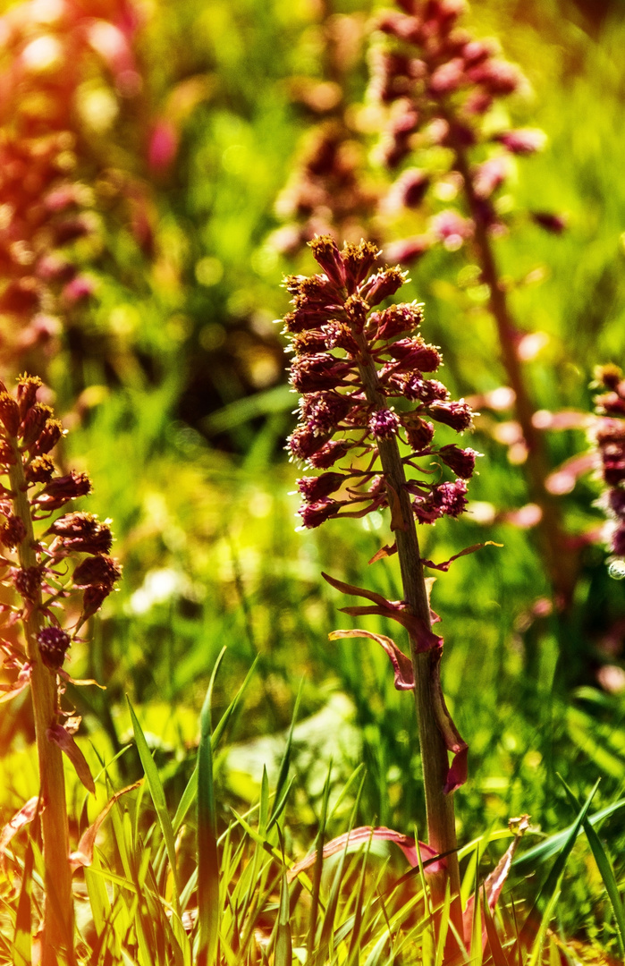 Jugendliche Pestwurz im Frühling