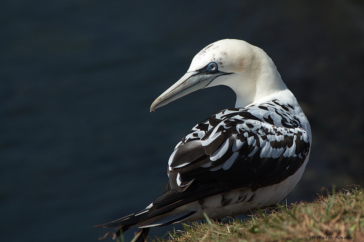 Jugendlicher Basstölpel auf Helgoland