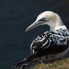 Jugendlicher Basstölpel auf Helgoland